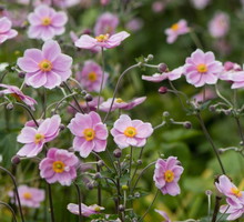 zawilec-japonski-anemone-hupehensis-var-japonica-zdj-fotolia-com.jpeg