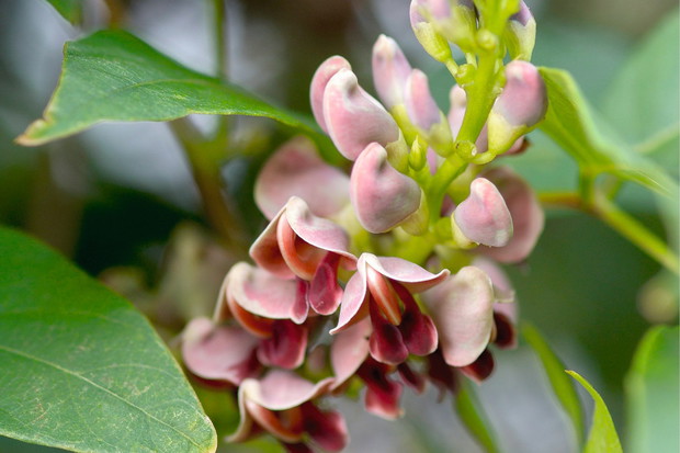 Apios americana