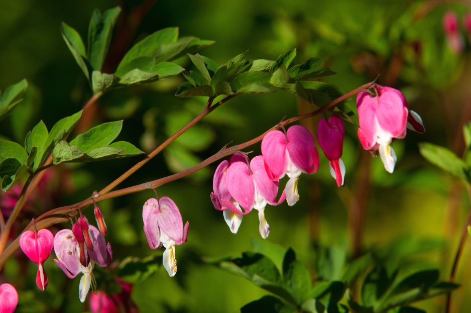 serduszka-okazale-dicentra-spectabilis-zdj-adobe-stock.jpeg