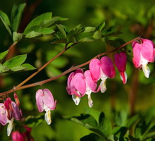 serduszka-okazale-dicentra-spectabilis-zdj-adobe-stock.jpeg
