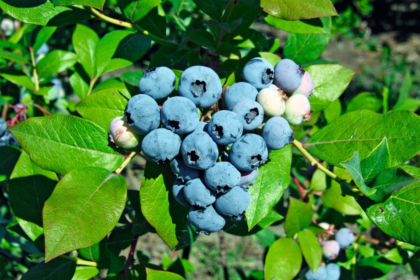 Borówka wysoka vaccinium corymbosum Bluecrop