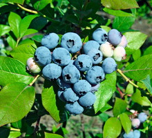 Borówka wysoka vaccinium corymbosum Bluecrop
