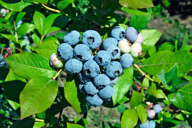 Borówka wysoka vaccinium corymbosum Bluecrop