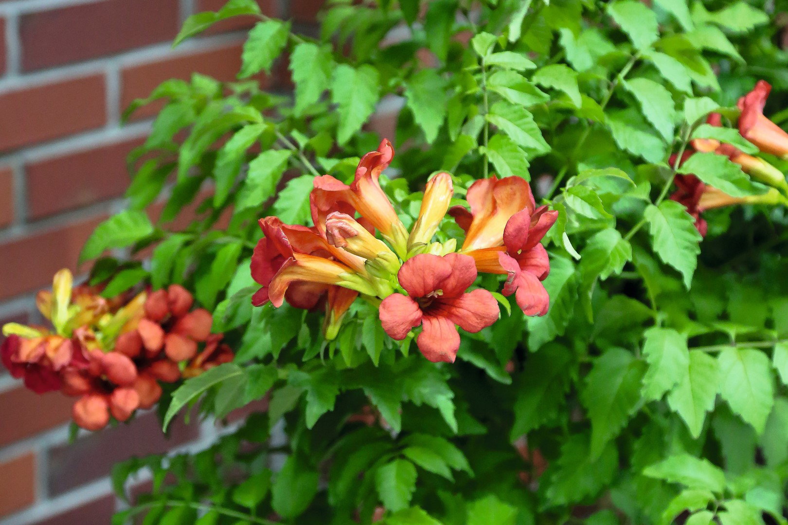 Campsis ×tagliabuana