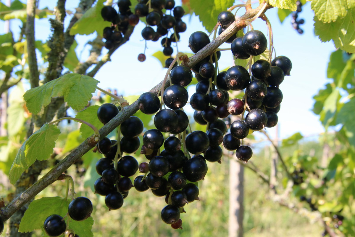 czarna porzeczka