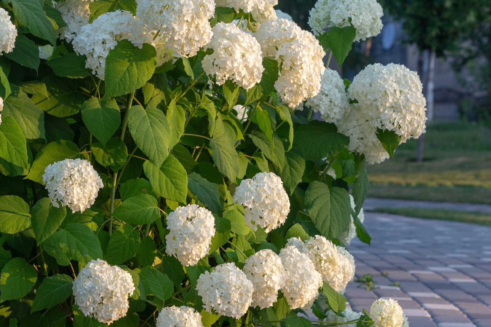 hortensja drzewkowata hydrangea arborescens
