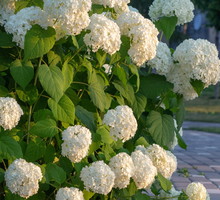hortensja drzewkowata hydrangea arborescens