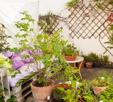 miejski ogród pomiędzy domami