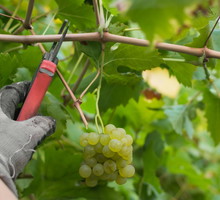 przycinanie winorośli latem