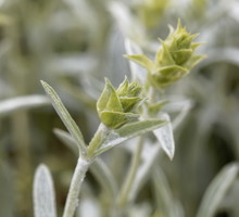 szałwia libańska asideritis syriaca