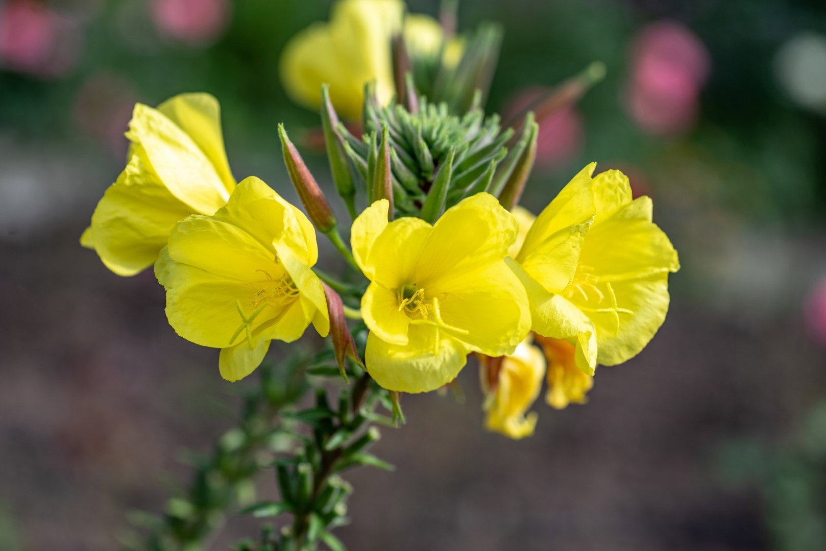 wiesiołek oenothera