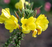 wiesiołek oenothera