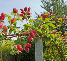 malinojezyna-rubus-fruticosus-x-idaeus.jpeg
