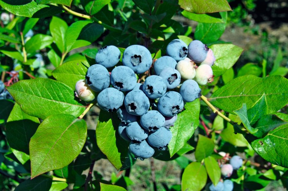borowka-wysoka-vaccinium-corymbosum-bluecrop.jpeg
