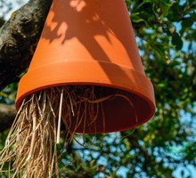 Biologiczna metoda ochrony roślin