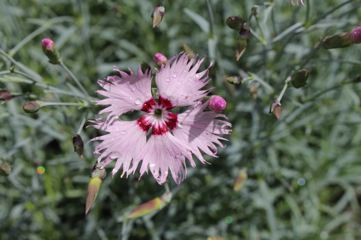 Goździk siny Dianthus gratianopolitanus
