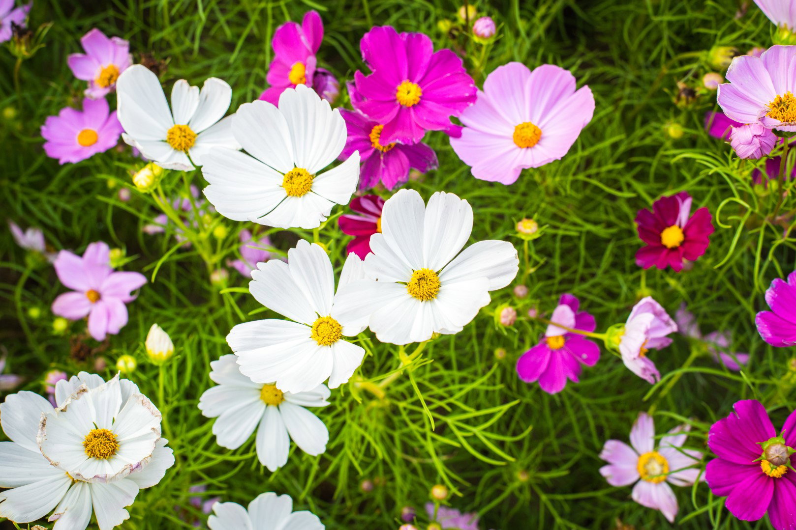 kosmos podwójnie pierzasty