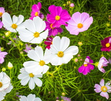 kosmos podwójnie pierzasty