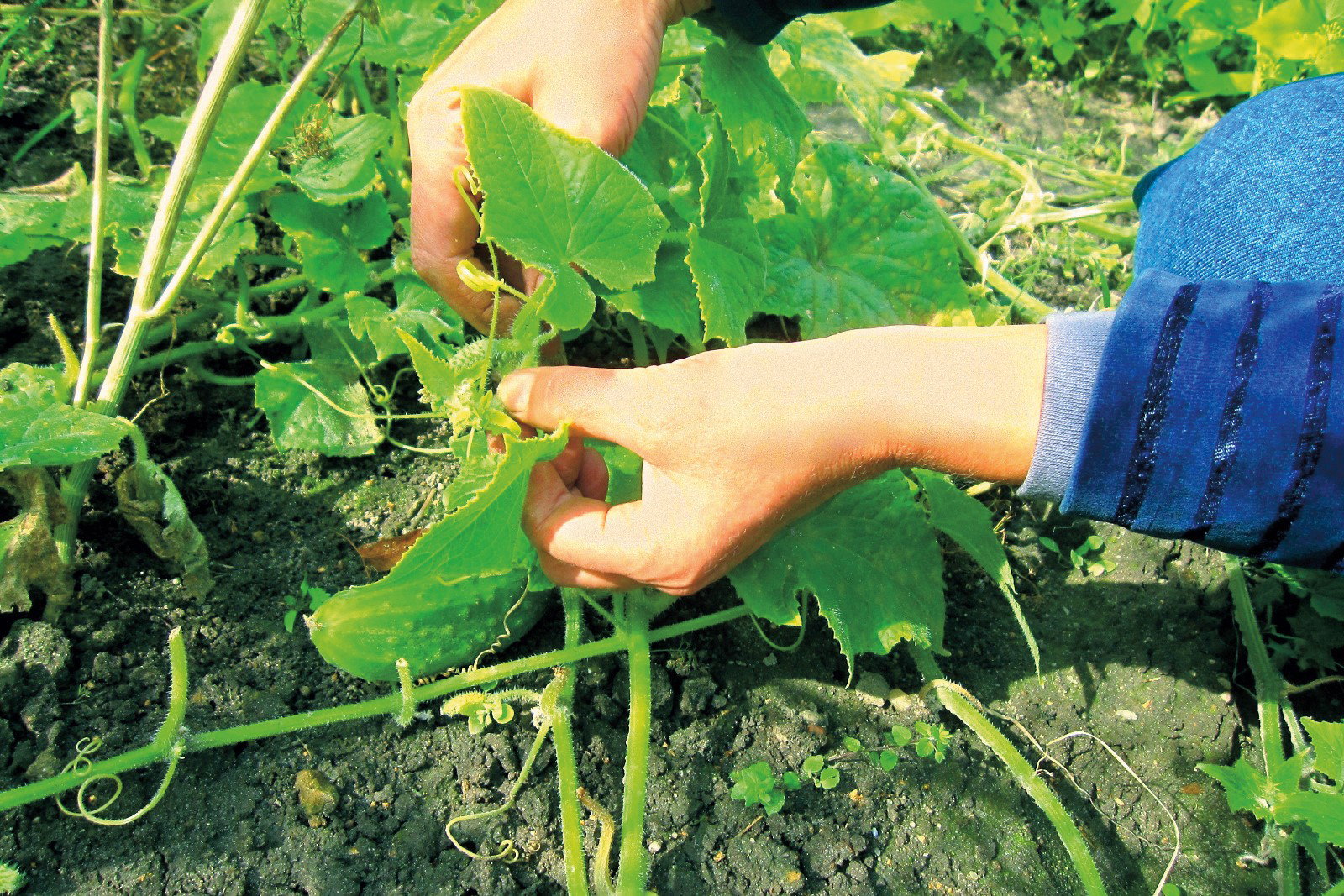 ogławianie ogórków