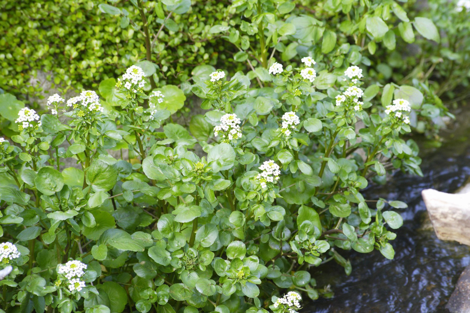 rukiew wodna nasturtium officinale