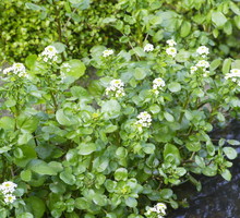 rukiew wodna nasturtium officinale