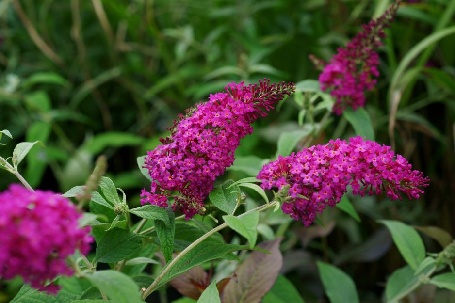 budleja-dawida-buddleja-davidii-zdj-adobe-stock.jpeg
