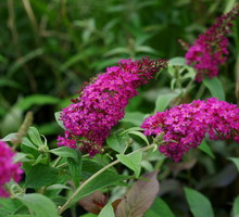 budleja-dawida-buddleja-davidii-zdj-adobe-stock.jpeg