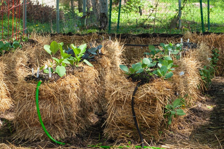 straw-bale-gardening.jpeg