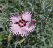 gozdzik-siny-dianthus-gratianopolitanus.jpeg