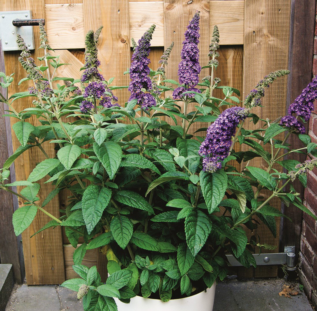 budleja purple splendor