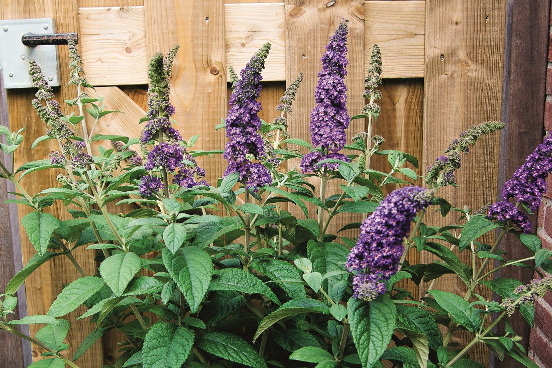 budleja purple splendor