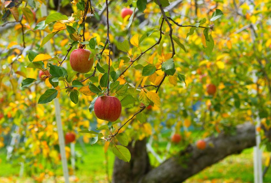 wyznaczenie-odpowiedniego-momentu-na-zbior-jablek-jest-kluczowe-od-dojrzalosci-owocow-w-trakcie-plonowania-zalezy-bowiem-ile-czasu-jablka-utrzymaja-swiezosc-podczas-przechowywania-zdj-adobe-stock.jpeg