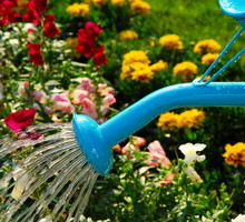 ekologiczne nawożenie roślin rabatowych