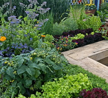 jadalne rośliny na grządce