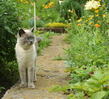 kot w ogrodzie