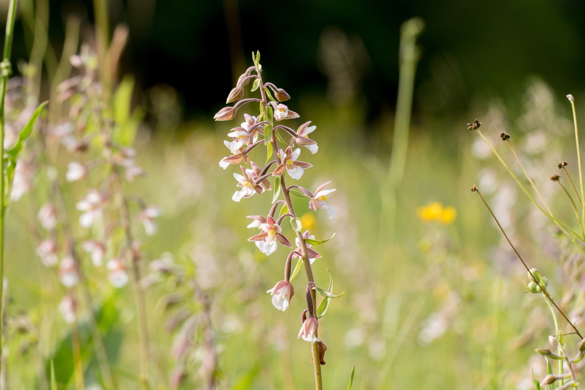 kruszczyk błotny epipactis palustris