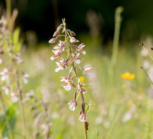 kruszczyk błotny epipactis palustris
