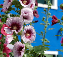 malwy ogrodowe alcea rosea