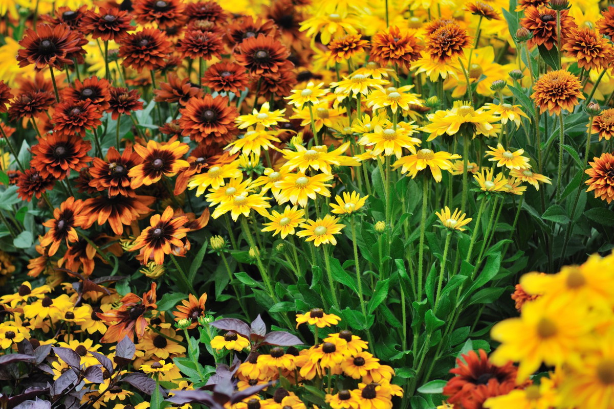 rudbekie na rabacie