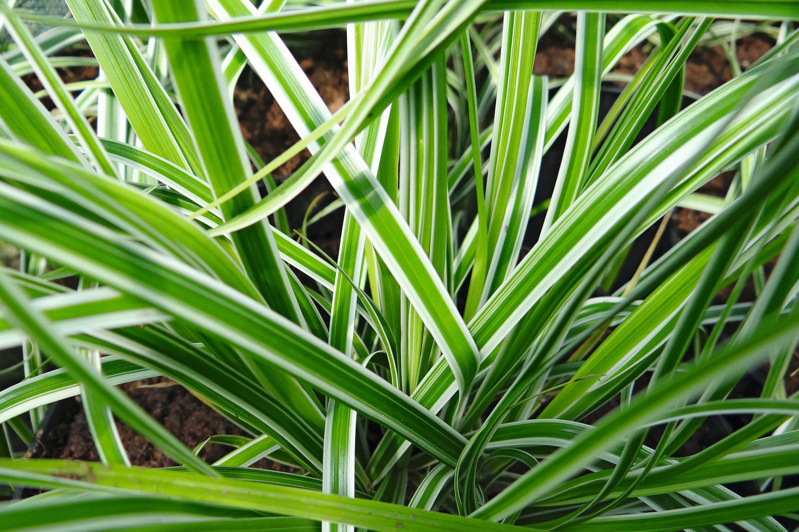 turzyca oszimska Everest