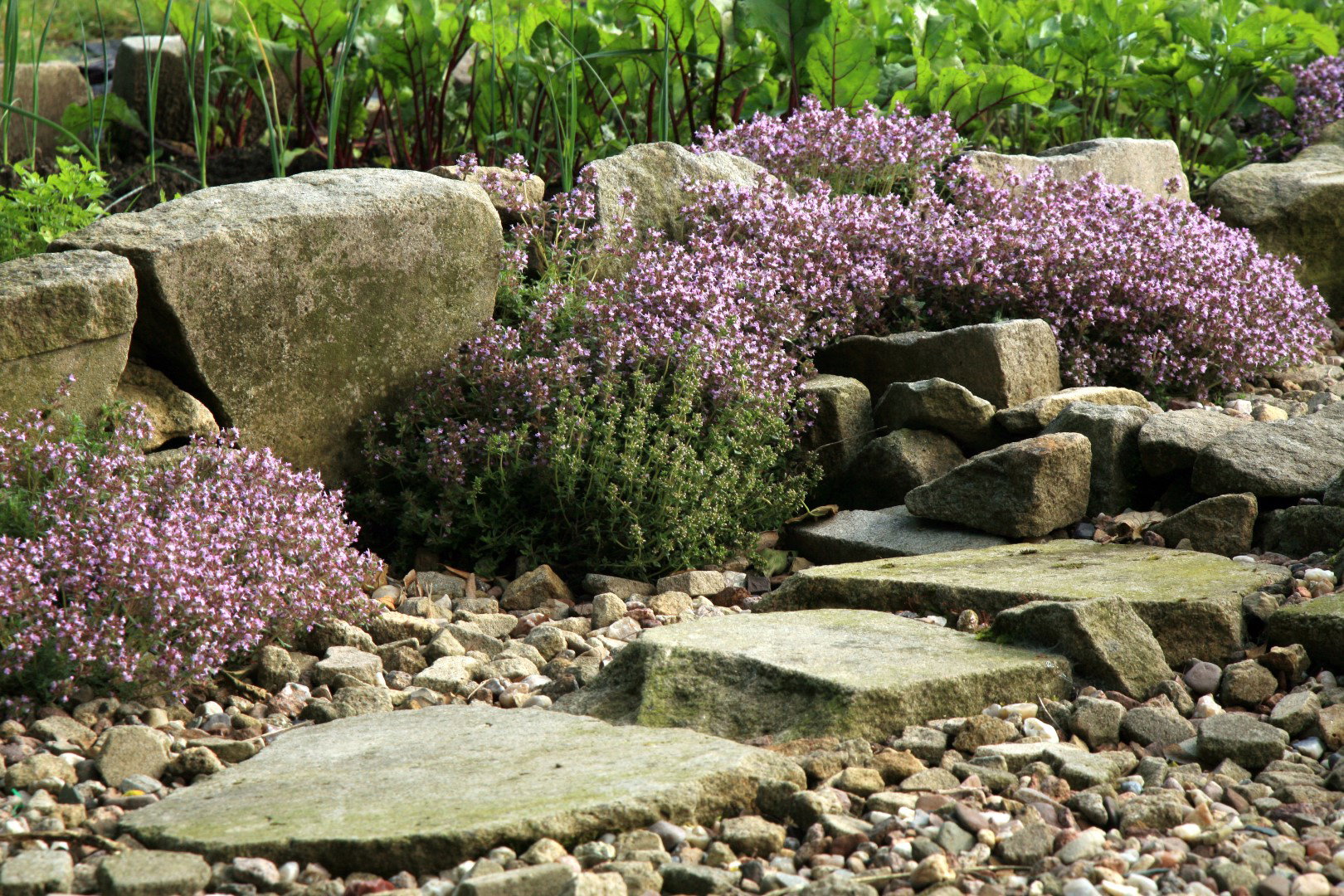 tymianek thymus vulgaris