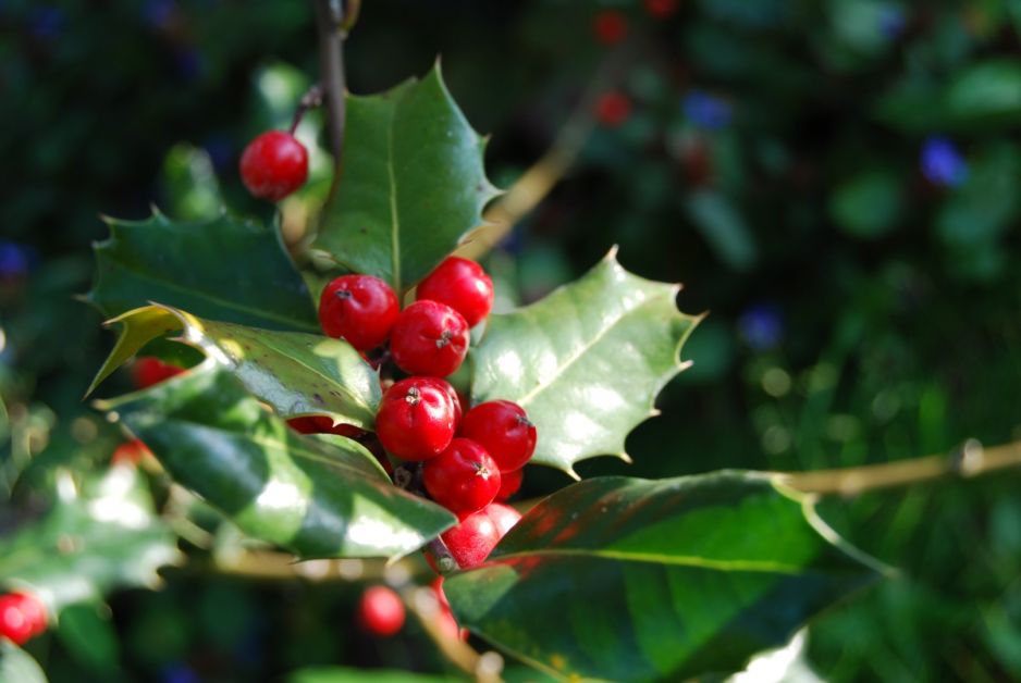 pamietajmy-jagody-ostrokrzewu-kolczastego-sa-niejadalne-zdj-adobe-stock.jpeg