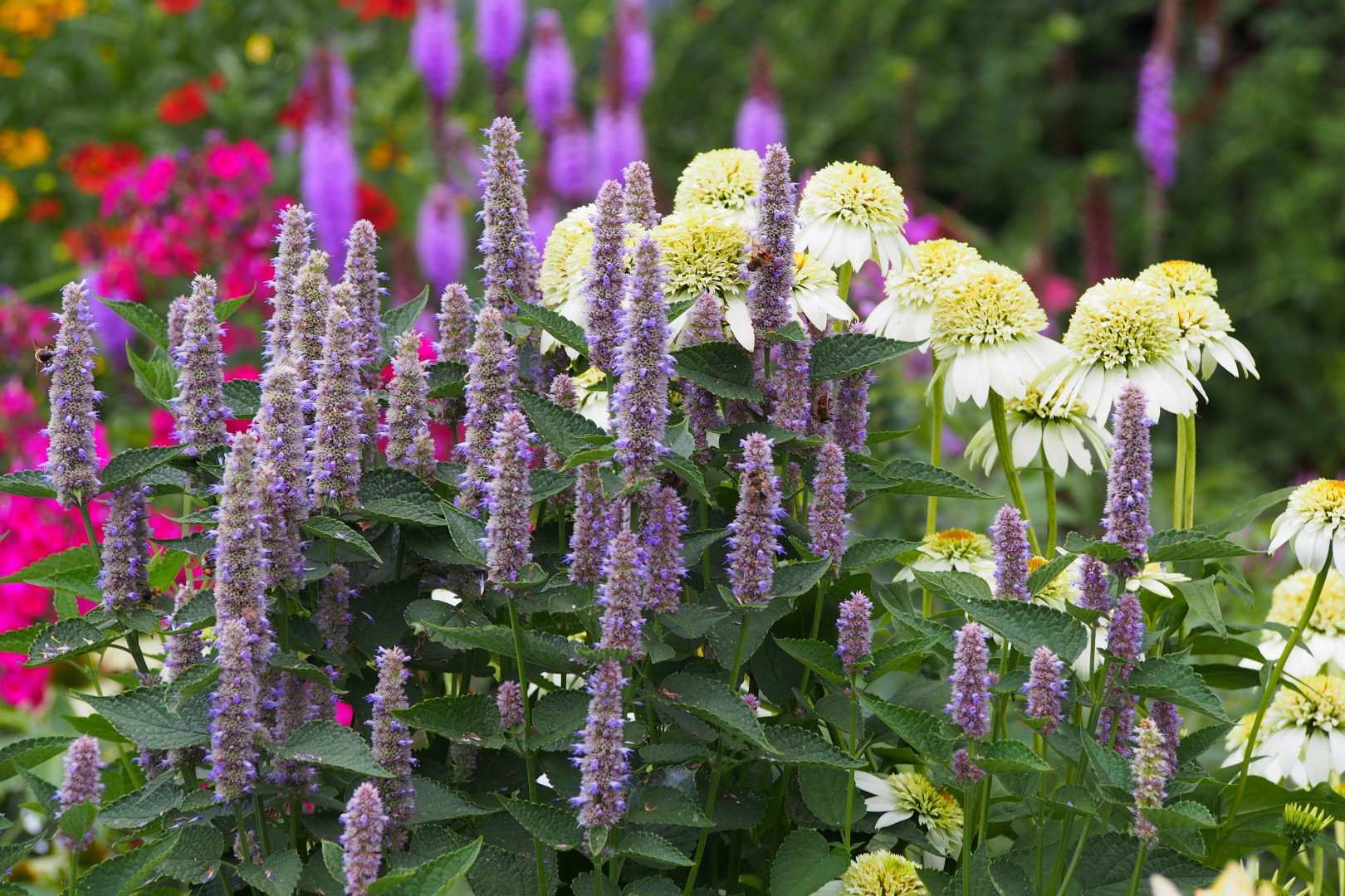 kłosowiec agastache