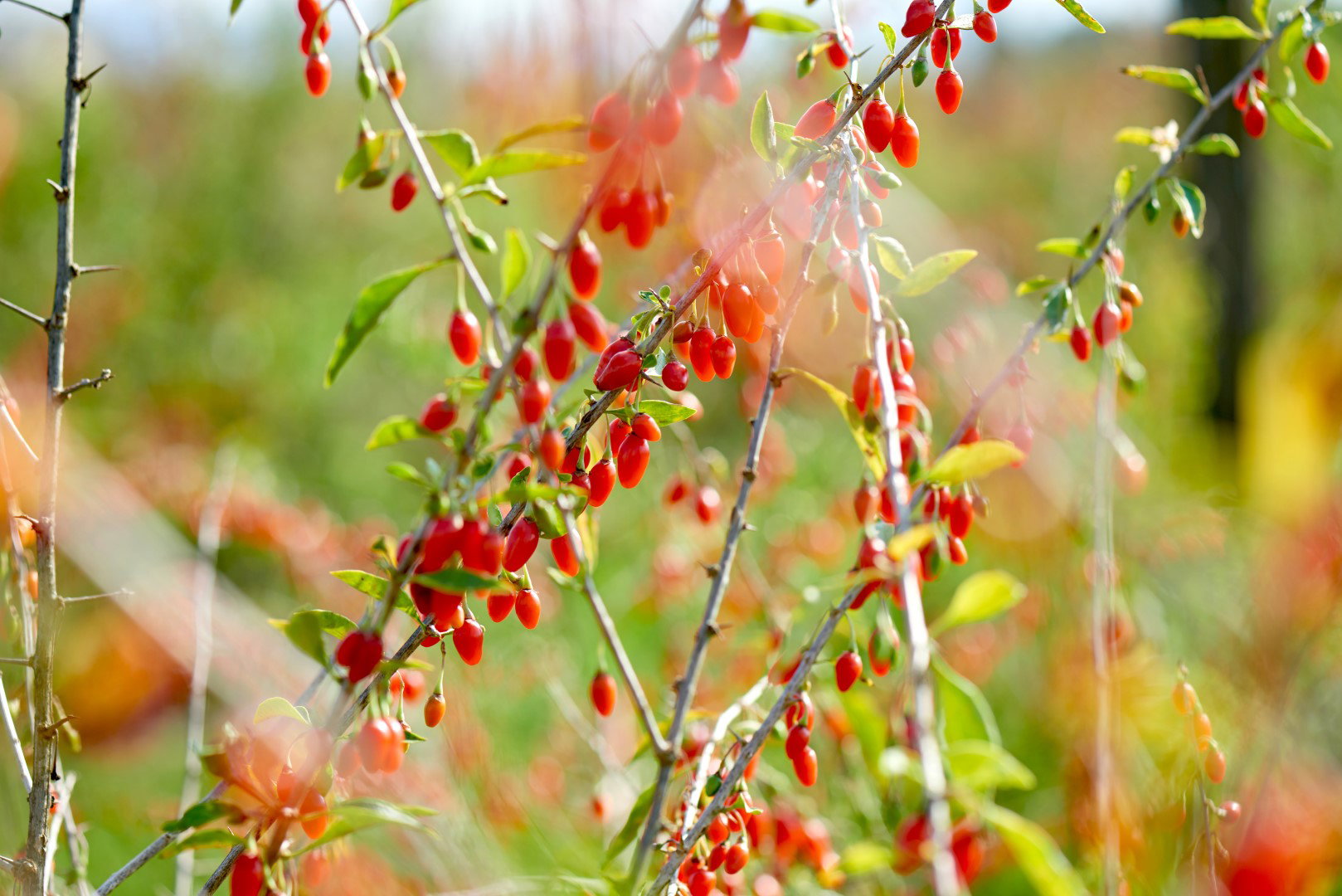kolcowój szkarłatny lycium barbarum