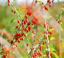kolcowój szkarłatny lycium barbarum