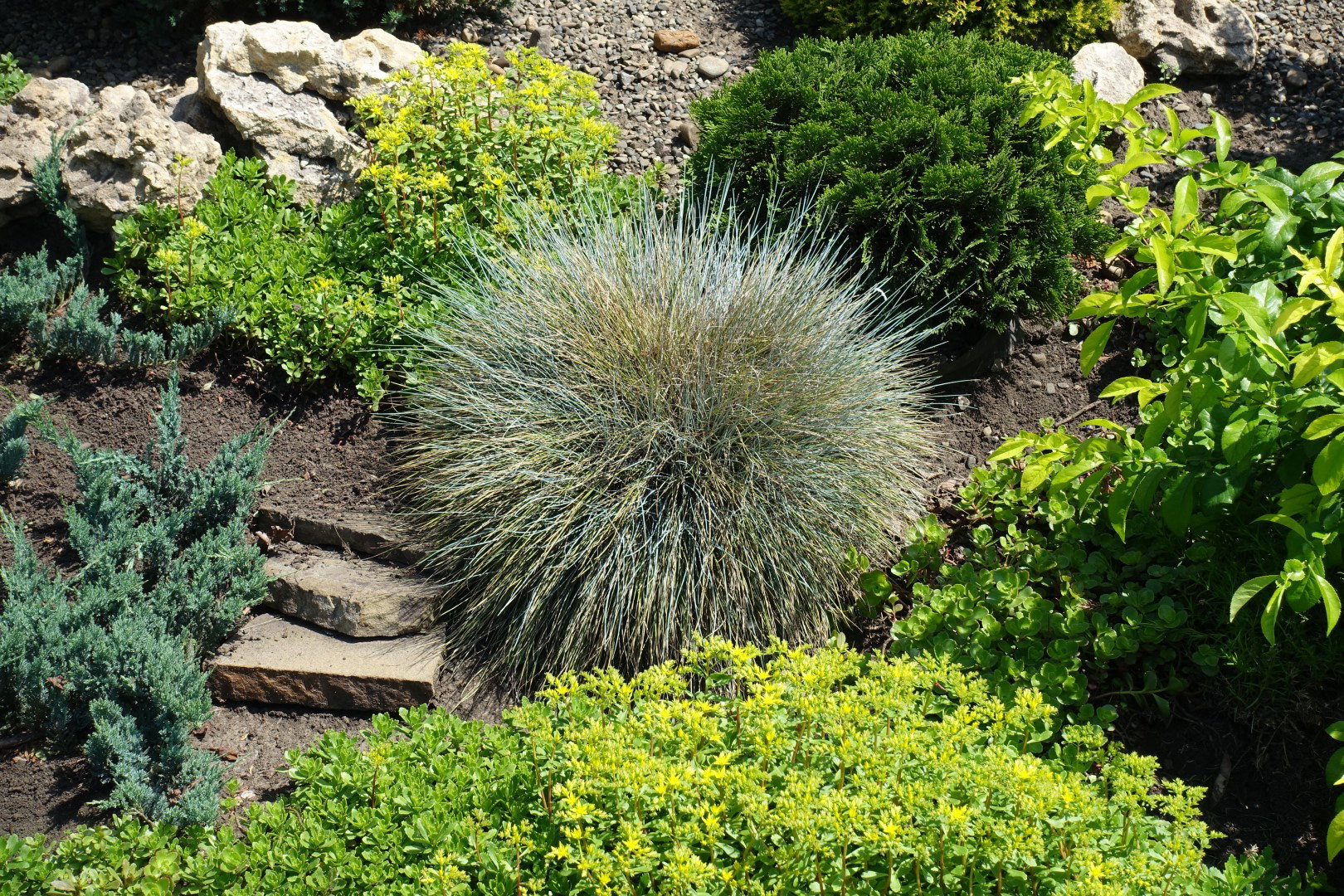 Kostrzewa sina festuca glauca