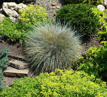 Kostrzewa sina festuca glauca