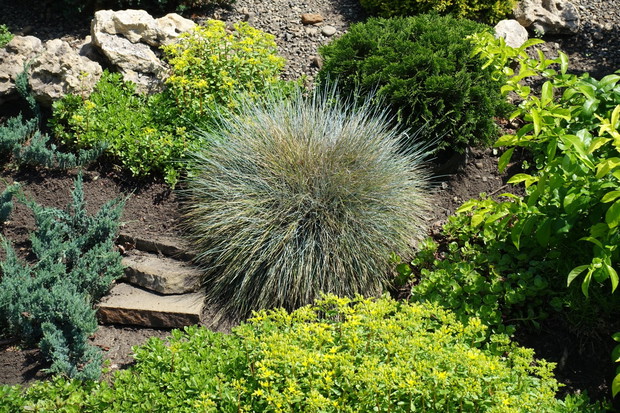 Kostrzewa sina festuca glauca