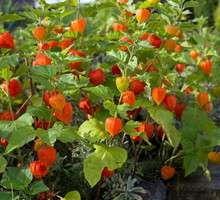miechunka rozdęta physalis alkekengi