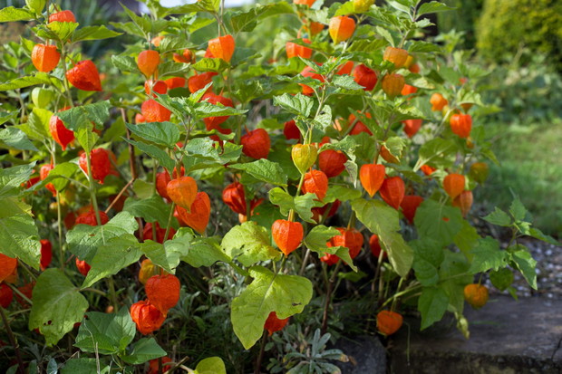 miechunka rozdęta physalis alkekengi